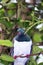 Close up of a Kereru (Hemiphaga novaeseelandiae)