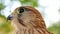 Close-up of a kestrel falcon bird of prey