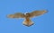 Close up of Kestrel in flight hovering