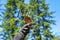 Close up of kestrel on handlers arm at a Vancouver Island rescue