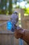 Close up of kestrel on handlers arm at a Vancouver Island rescue