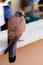 Close up of a kestrel perched on a parapet