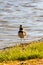 Close up of A Kill deer bird near a waterfowl management area in Ontario Canada