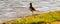 Close up of A Kill deer bird near a waterfowl management area in Ontario Canada