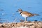 Close up of Killdeer Charadrius vociferus on the shoreline of a pond in Merced National Wildlife Refuge, Central California