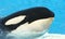 A Close Up Killer Whale