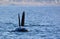 Close up of killer whale orca swimming and playing in the ocean