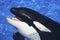 A Close Up of a Killer Whale\'s Mouth