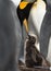 Close up of a King penguin feeding chick
