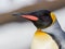 Close up of King penguin portrait, looking left