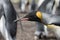 Close up of a king penguin at Volunteer Point