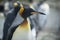 Close Up Of A King Penguin at Volunteer Point, Falkland Islands