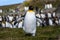Close up of King Penguin walking towards viewer, in a large King Penguin colony at St. Andrews Bay, South Georgia, southern Atlant