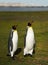 Close up of King penguins in Falkland Islands