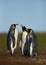 Close up of King penguins in Falkland Islands