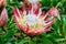 Close Up of a King Red Rex Proteas Flower in a Garden