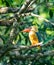 Close-up of a kingfisher on a tree branch in Borneo