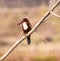 Close up of a Kingfishers or Alcedines on the dry branch