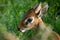 Close-up of Kirk dik-dik with tongue showing