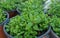 Close-up of kitchen mint in potted