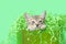 Close up of Kitten inside a green birthday box