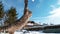 CLOSE UP: Kitten tries to catch a snowball in mid-air while playing in garden