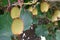 close-up of kiwifruit on plant. harvesting kiwifruit on kiwi plant lots of fruit hanging down