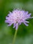 Close-up of a Knautia Macedonica flower. ** Note: Shallow depth