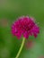 Close-up of a Knautia Macedonica flower. ** Note: Shallow depth