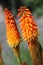 Close up of Kniphofia flowers