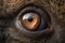 Close up of Koala bear eyes. Generative AI