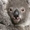 Close-up of Koala bear, Phascolarctos cinereus