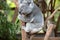 Close up of Koala Bear or Phascolarctos cinereus, climbing tree branch looking down