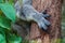 Close up of Koala claws