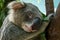 Close up of Koala head shot which sleeping