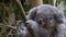 close up of a koala joey in a tree feeding at blackbutt