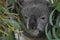 Close-up of a koala perched among a lush green foliage