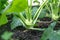 Close up of kohlrabi bulb - brassica vegetable growing in garden