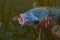 Close up of koi fish with open mouth