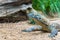 Close-up of a Komodo dragon