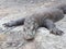 Close up Komodo Dragon Meat Eater Reptile