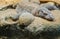 A close up of a komodo dragon siting on rocks Varanus komodoensis