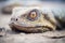 close-up of a komodo dragons eyes on sandy ground