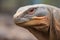 close-up of a komodo dragons scaly skin texture