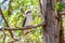Close up kookaburra, common kookaburra or laughing bird, Dacelo novaeguineae,