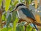 Close up of a kookaburra perched in a tree