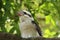 Close up of kookaburra on a tree branch