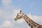 Close-up of Kordofan giraffe or Giraffa camelopardalis