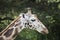 Close-up of Kordofan giraffe or Giraffa camelopardalis