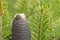 Close up Korean pine cone, Pinus koraiensis
